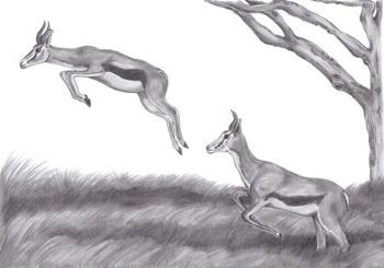 "Springbok Leap"