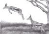"Springbok Leap"