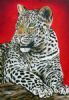 "Leopard"