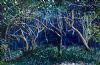"Under Milkwood"