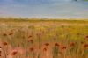 "Poppies in Jacobsbaai"