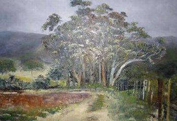 "Bloekom Trees in Swellendam Mountain"