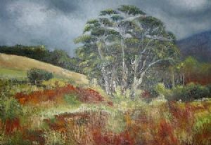"Bloekom in Swellendam Mountain 2"