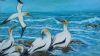 "Cape Gannets"