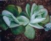 "Succulent"