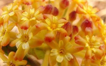 "Lesser Yellow Head"