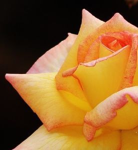 "Sweet Rose"