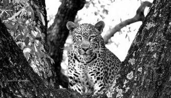 "Black & White Leopard RESERVED"