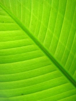"Green"