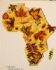 "African Autumn"