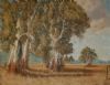 "bluegum trees"