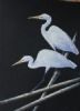 "Great White Egrets"