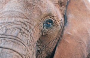 "Eye of the Elephant"