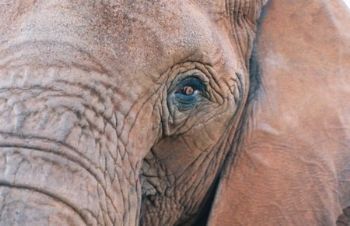 "Eye of the Elephant"