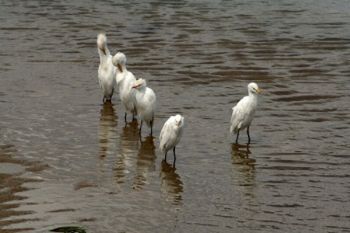 "Egrets of the Umfolozi No. 5 of 35"