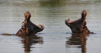 "Rivals of the River No. 5 of 30"