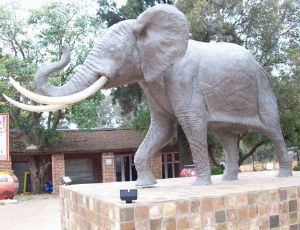"Elephant"