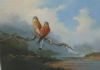 "Rock Kestrels"