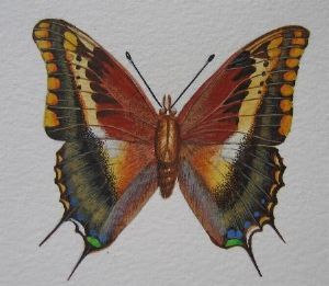 "Foxy Charaxes"