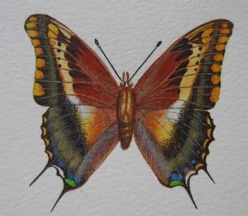 "Foxy Charaxes"