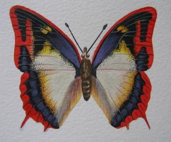 "Flame Bordered Charaxes"