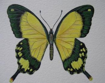 "Mocker Swallowtail"