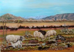 "Merinos in the Bo-Karoo"