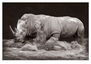 "White Rhinoceros"