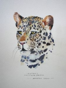 "Leopard Illustration 004"