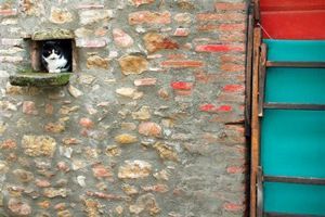 "Peeping Cat"