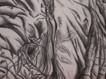 "Elephant Close Up"