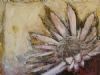 "King Protea"