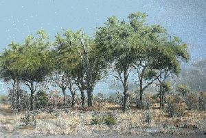 "Afternoon Shower Kruger Park"