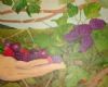 "Berries in Swellendam"