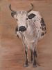 "Nguni 23"