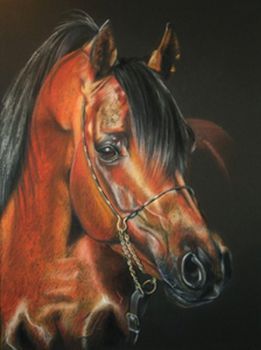 "Arabian Stallion"