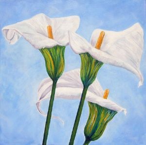 "Three Arums"