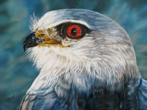 "Red Eye"