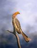 "Jeeves - Yellow Billed Hornbill"