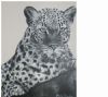 "Leopard"