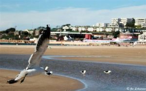"Sea Gull - Canvas"