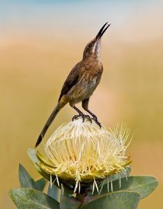 "Feeding Cape Sugarbird"