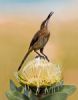"Feeding Cape Sugarbird"