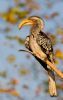 Hornbill in the Morning