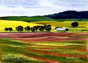 "Western Cape Farmfields 2. Canola"