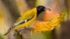 "Feeding Black-headed Oriole"