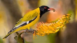 "Feeding Black-headed Oriole"