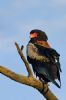 "Bateleur Eagle"