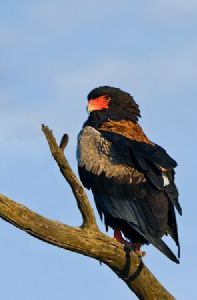 "Bateleur Eagle"