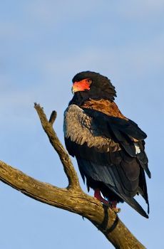"Bateleur Eagle"
